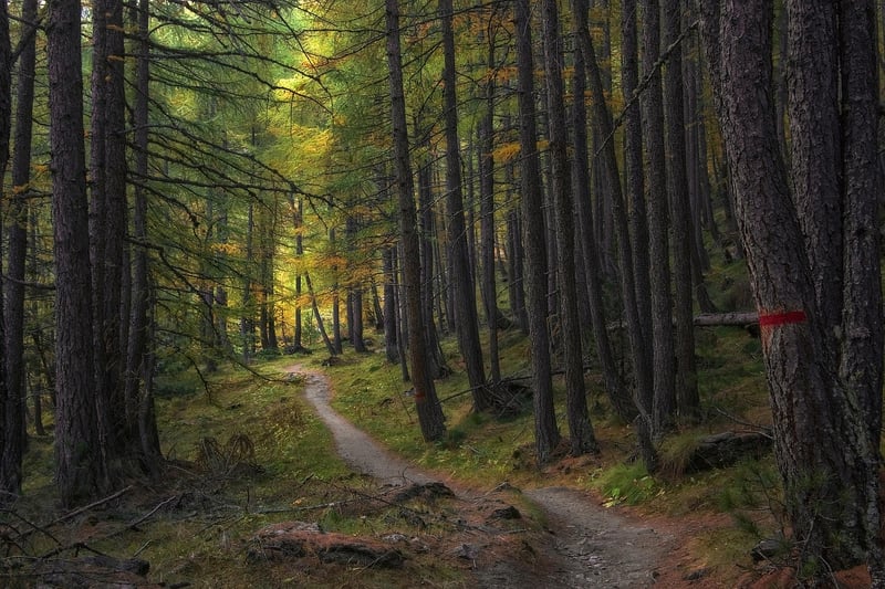 Enchanted Trails